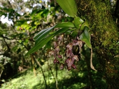 Leochilus oncidioides