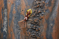 Epidaus famulus