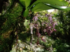 Leochilus oncidioides