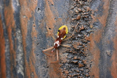 Epidaus famulus