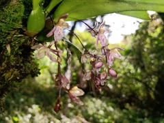 Leochilus oncidioides