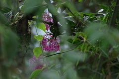 Epidendreae