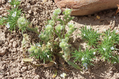 Plagiobothrys leptocladus