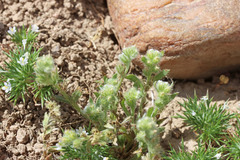 Plagiobothrys leptocladus