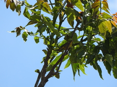 Myiothlypis