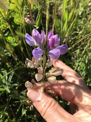 Lupinus variicolor