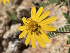 Melampodium sinuatum