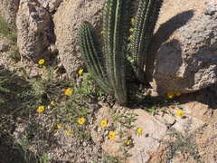 Melampodium sinuatum