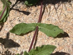 Melampodium sinuatum