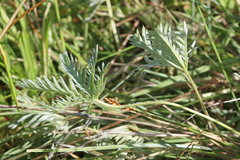 Potentilla gracilis elmeri
