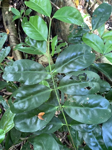 Euonymus cochinchinensis, photograph 4
