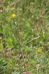 Potentilla gracilis elmeri