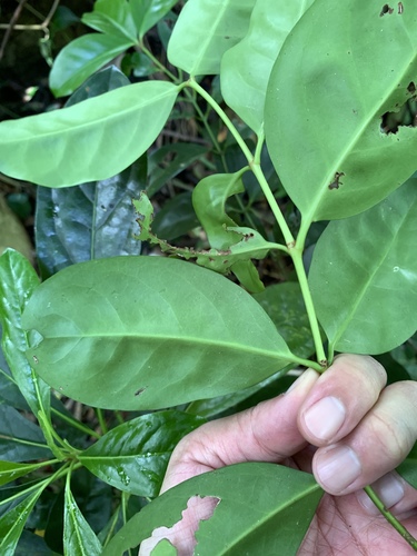 Euonymus cochinchinensis, photograph 5