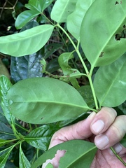 Euonymus cochinchinensis, photograph (c) 呂一起(Lyu yi-chi), some rights reserved (CC BY)
