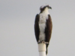 Pandion haliaetus