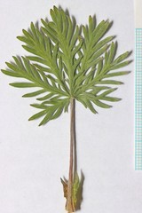 Potentilla gracilis elmeri