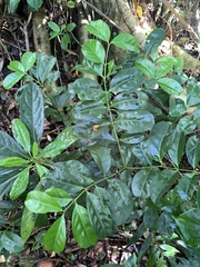 Euonymus cochinchinensis, photograph (c) 呂一起(Lyu yi-chi), some rights reserved (CC BY)
