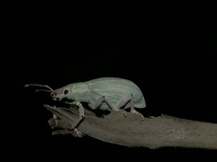 Compsus auricephalus