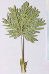 Potentilla gracilis elmeri