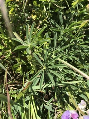 Lupinus variicolor