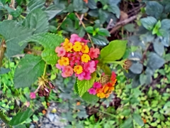 Lantana camara image