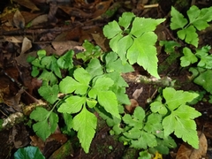 Asplenium pumilum