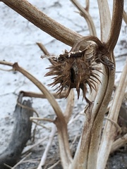Datura wrightii
