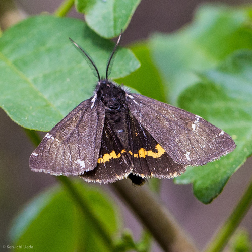 California Tiger Moth photo 5