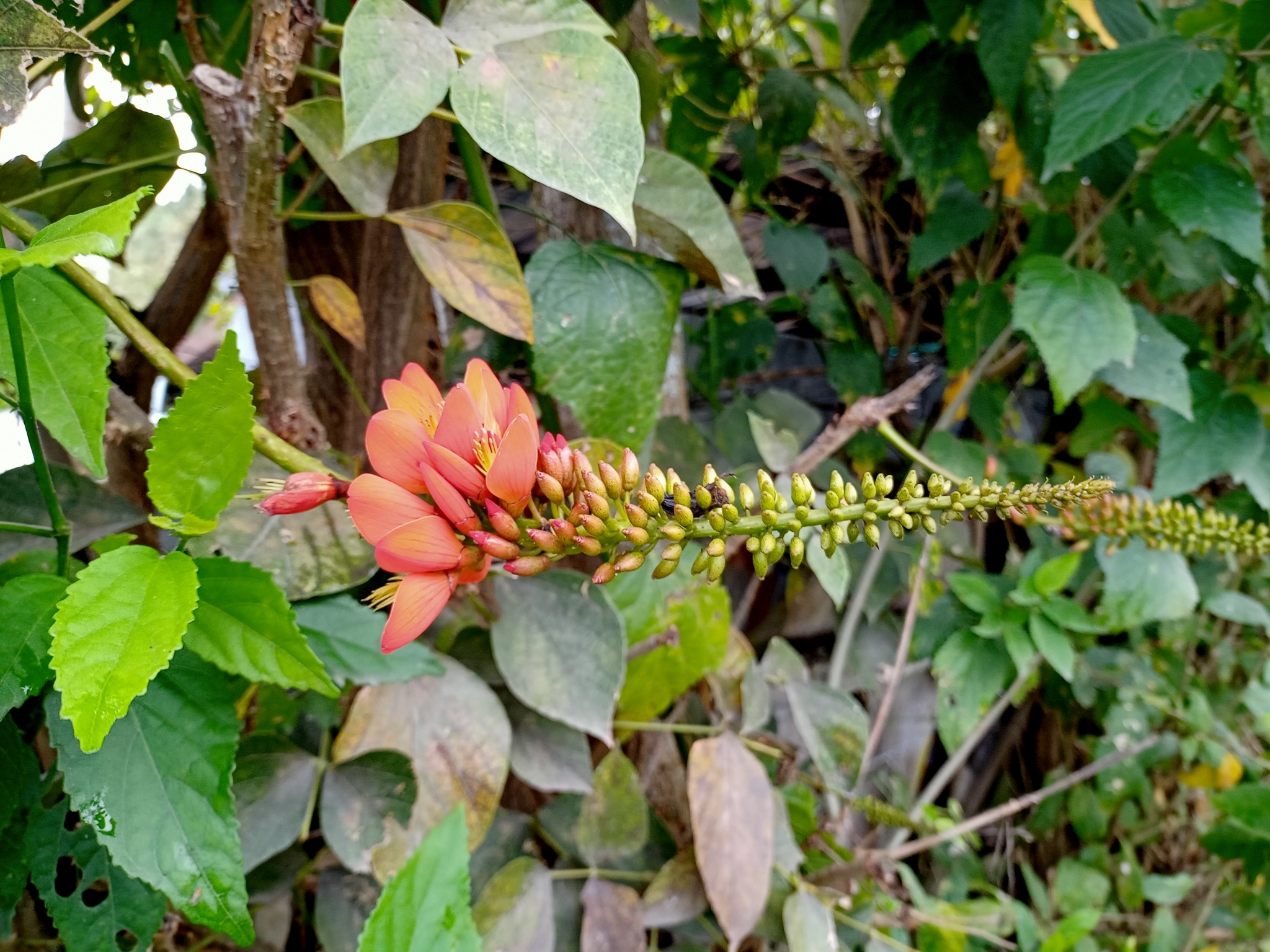 Erythrina edulis image