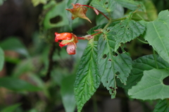 Begonia longirostris