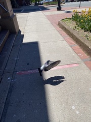 Columba livia