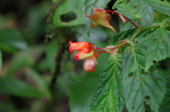 Begonia longirostris