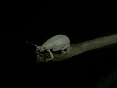 Compsus auricephalus