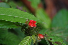 Begonia longirostris