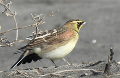 Eremophila alpestris strigata