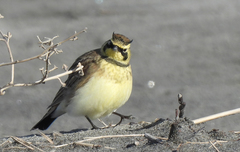 Eremophila alpestris strigata
