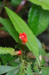 Begonia longirostris