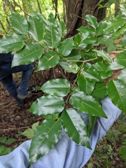 Myroxylon balsamum