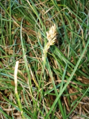 Carex bonariensis