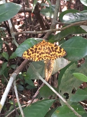 Epobeidia tigrata tigrata