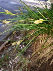 Carex bonariensis