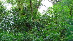 Aspasia epidendroides