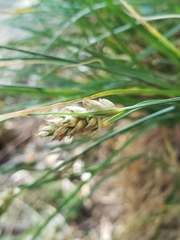 Carex bonariensis