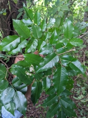 Myroxylon balsamum
