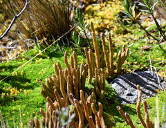 Phlegmariurus crassus