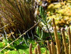 Linochilus rupestris