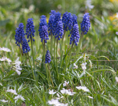 Muscari neglectum