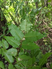 Myroxylon balsamum
