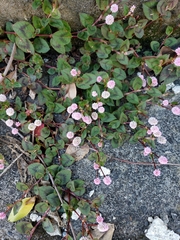 Persicaria capitata
