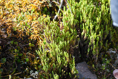 Hypericum lancioides